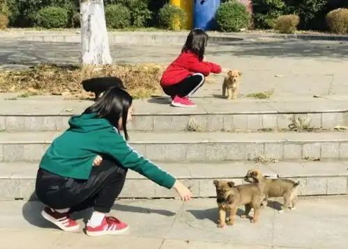  萌娃辛苦孵出小鸡,却被妈妈炖了鸡汤,孩子的反应引人深思