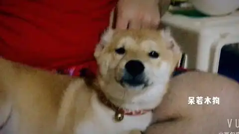  柴犬晚安