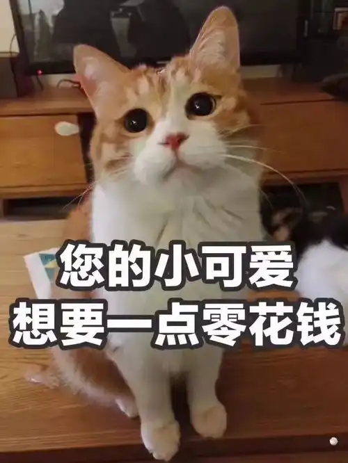  这个双十一我不光没钱买买买,我还被塞了一嘴狗粮