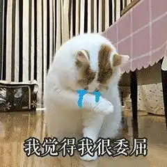  表情网红猫楼楼动态表情