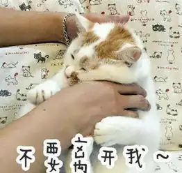 微博网红猫楼楼突发心脏病去世,猫咪们也会患上肥胖症