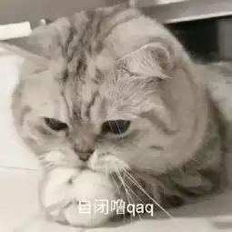  猫咪表情包合集我没事,我很快乐