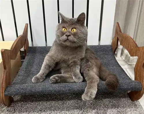 网红猫表情包古牧