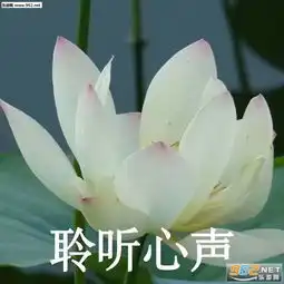 微信中老年动态表情包中