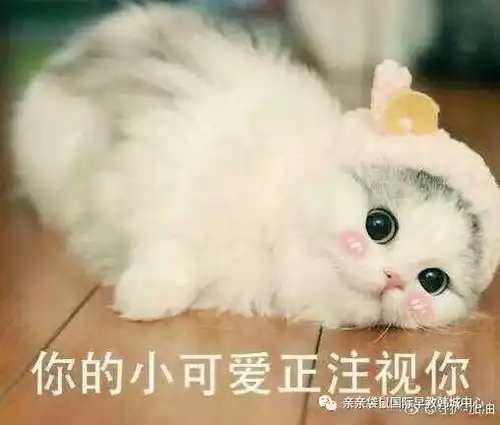 猫咪开心表情包欢乐