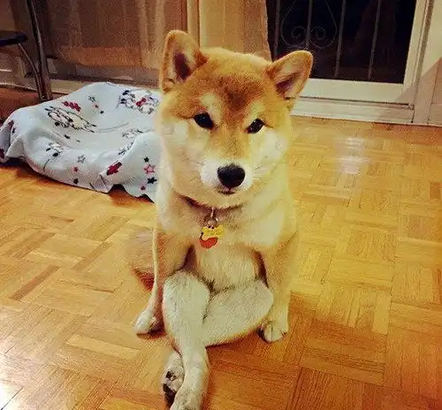  柴犬的大长腿还有这种操作柴柴你是怎么做到的