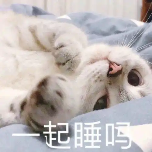  网红猫咪猫咪臭娜娜表情包八