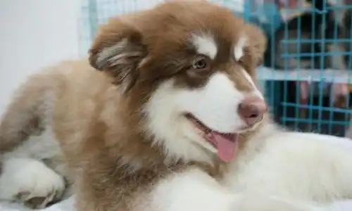  阿拉斯加幼犬免疫力低吃什么才能弥补宠小皮狗粮专家有方法