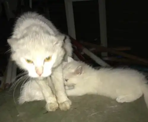  猫妈我要和我的孩子在一起