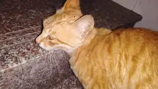  知错不改,下次还敢的小橘猫
