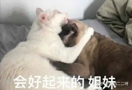 猫咪开心表情包找狗