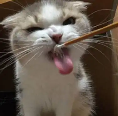  亲自伺候猫咪吃鲜鱼料,可看到它的这个表情,主人心态都崩塌了