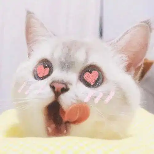 网红猫表情包小猫
