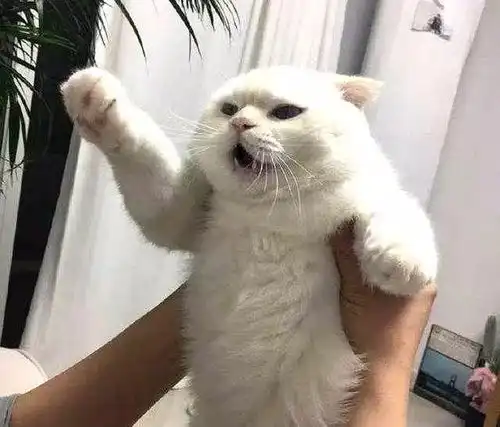  不要对猫咪做这6件事,不然它咬你没商量