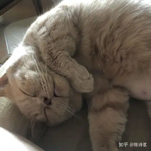 养一只英短是什么样的体验