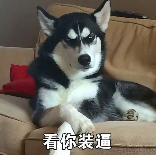 搞笑表情包哈士奇永远在我心里是表情包人选第一名