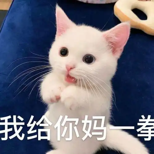  网红猫咪小奶猫蛋崽表情包二
