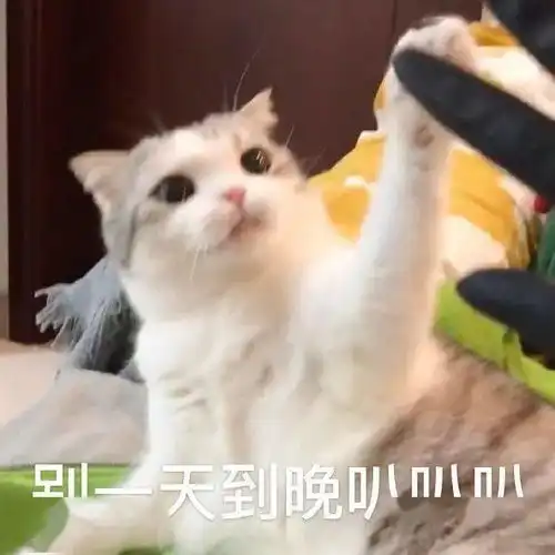 滑稽可爱表情包化身