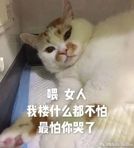  泪网红猫楼楼去世,我的表情包回到了汪星球...