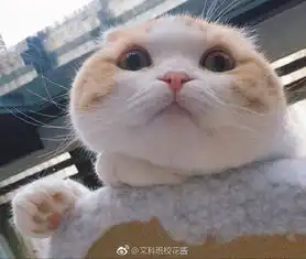  这是我见过最美的下巴了转