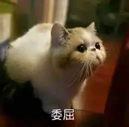  皮到让人捧腹大笑的表情看,说中他了,他生气了