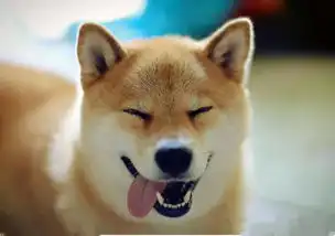  红遍全球的萌宠怎能不俘虏你的心