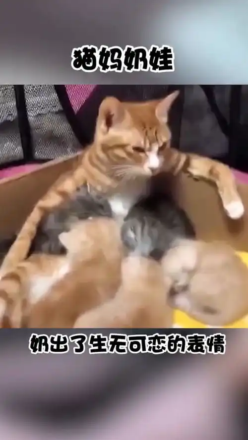  猫妈妈在喂奶,喂出了生无可恋的表情,太逗了