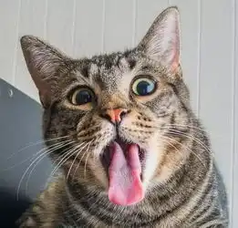 猫咪开心表情包打滚