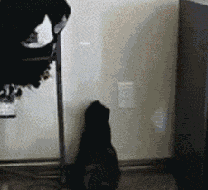 搞笑动物表情包gif