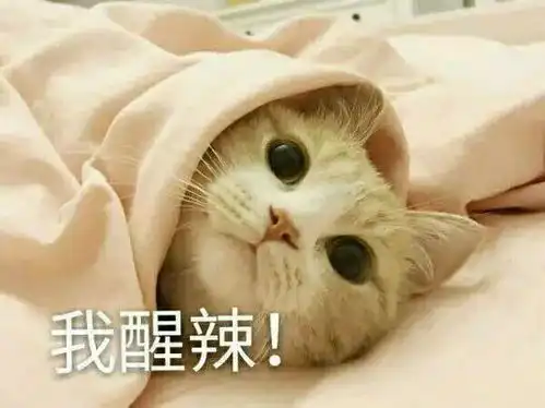  撩男朋友的猫咪表情包30张