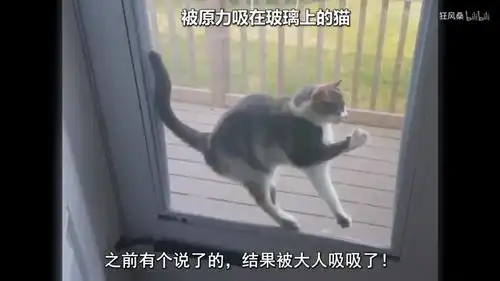  沙雕究竟是什么样的一种动物这个视频承包了我一个月笑点