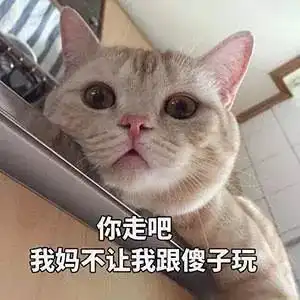  抖音上的网红猫,都是被这群人养出来的