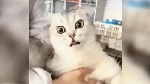  萌宠搞笑配音,这猫生无所恋的表情,这是受了多大得打击哈哈