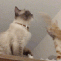  一组可爱猫咪打架表情包来啊,互相伤害啊,老子跟你拼了
