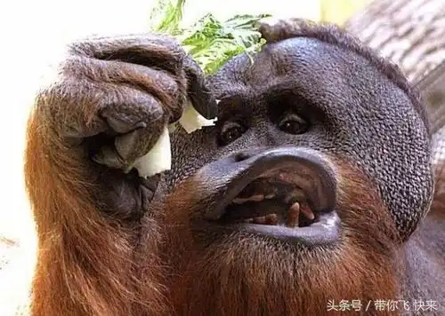  搞笑的动物界表情包
