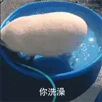  很火的小香猪的表情包微信头像图片大全