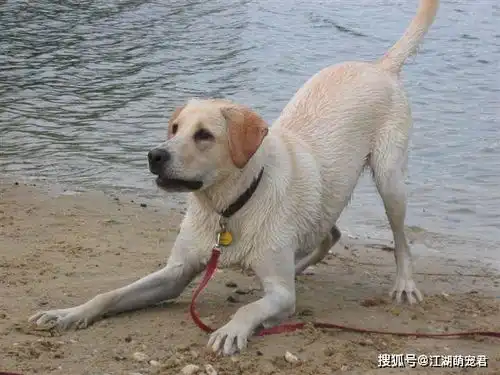  狗狗为啥喜欢伸懒腰呢不只是累了,还有这些含义
