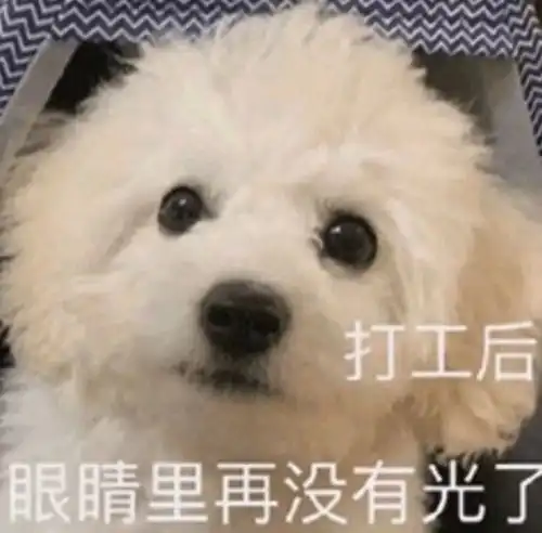 熊出没年糕老板表情包
