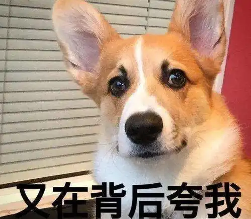  养一只柯基,能给你带来这么多好处你确定不养一只吗