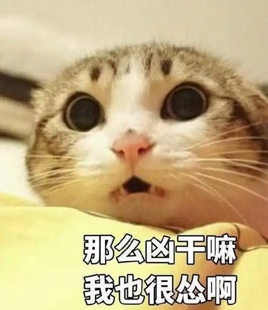 嘲讽人的图片表情包猫