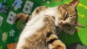  哈哈哈哈工具猫,面无表情的喂奶喵