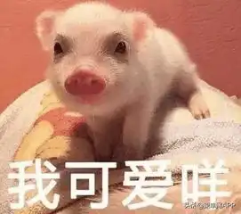  柬埔寨男星晒金马桶,网友方便一次要多少钱