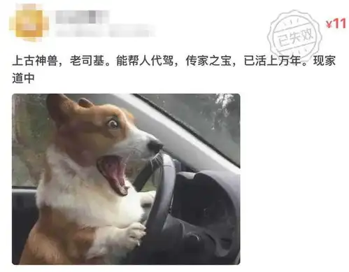  闲鱼成为中国暗网笑死在网友评论区
