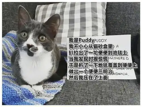  犯错后被迫反省的宠物,又气又好笑了哈哈哈笑死人了