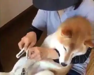  主人帮柴犬剪指甲,结果这货的表情堪称影帝,主人瞬间表示无语