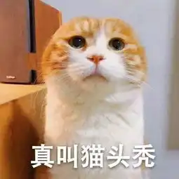  养猫那些事儿网红猫包猫罐头,究竟什么才必要买