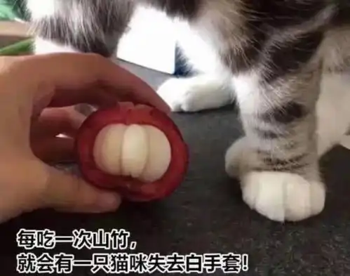  日常沙雕文案谁来看