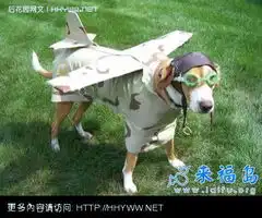  图片笑话笑话大全第4377页