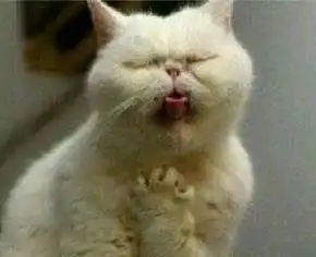  养猫那些事儿网红猫包猫罐头,究竟什么才必要买