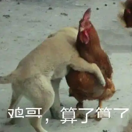  大家在过情人节或走亲访友,养鸡人却在